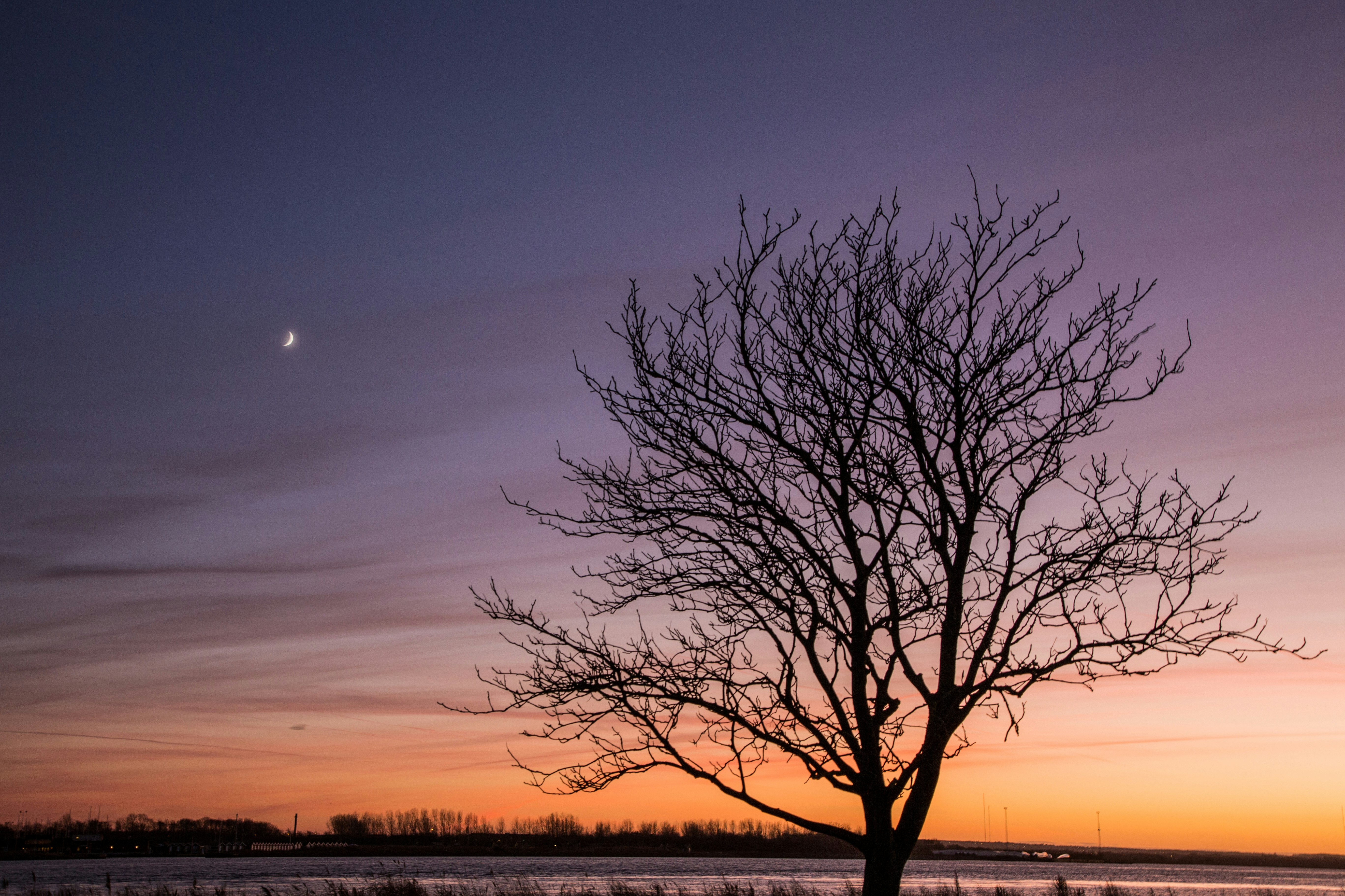 withered tree during sunset